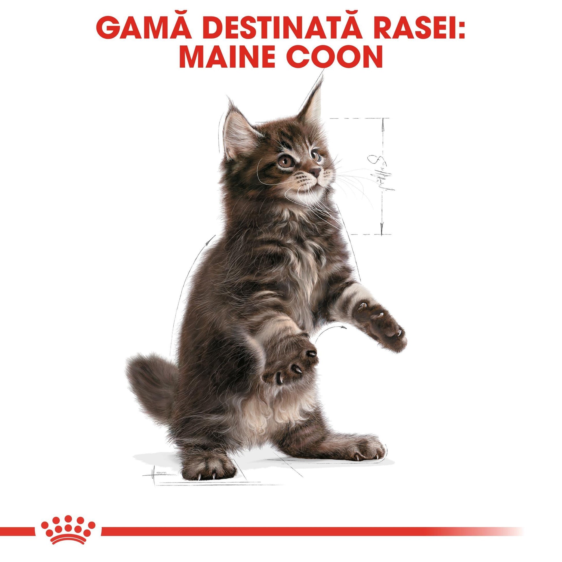 Royal Canin Maine Coon Kitten hrana uscata pisica junior