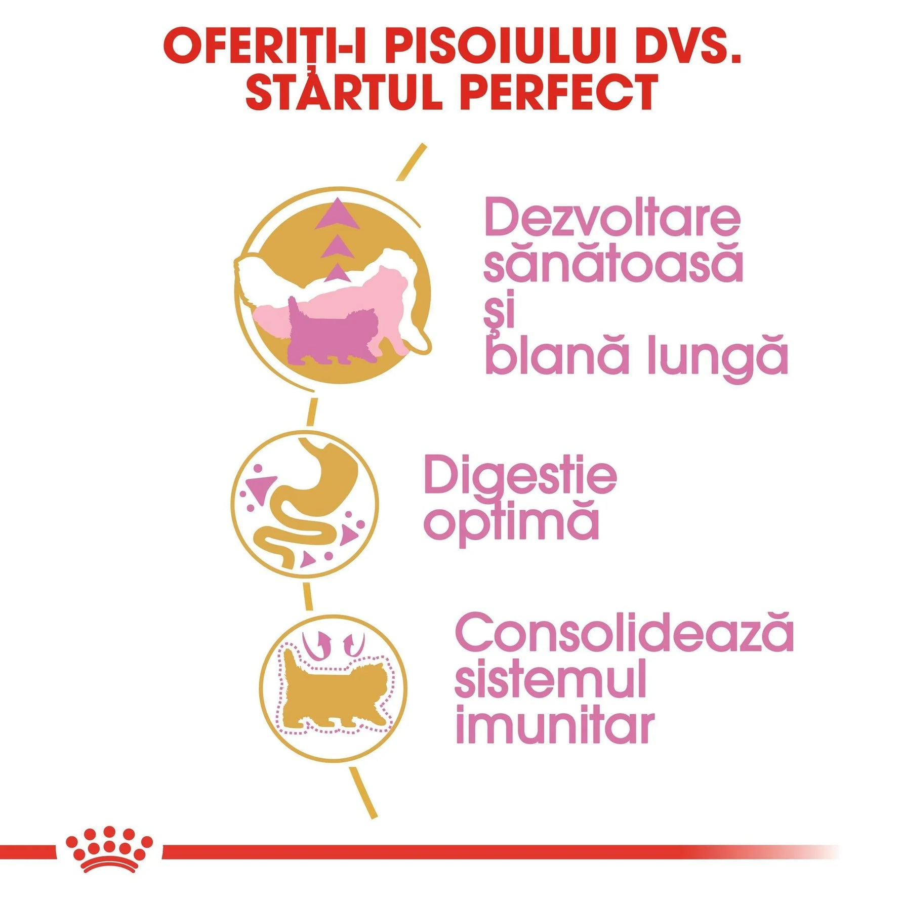 Romanian text promoting healthy development, optimal digestion, and immune support for kittens