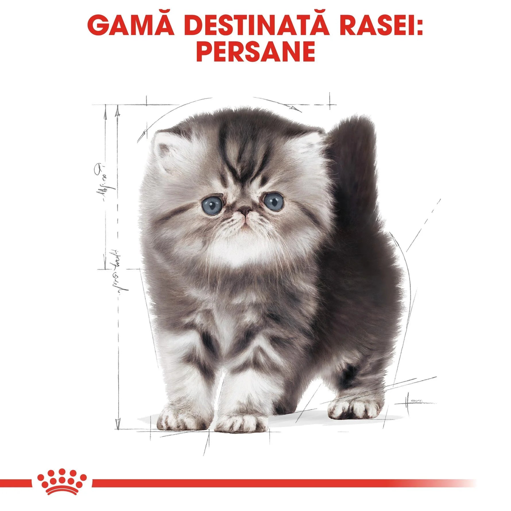 Persian kitten with thick fur and blue eyes on white background with red Romanian text