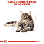 Illustration of a Maine Coon cat with green eyes and striped fur on a white background
