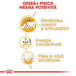 Infographic for cat food benefits in Romanian: joint health, concentrated energy, healthy skin and coat