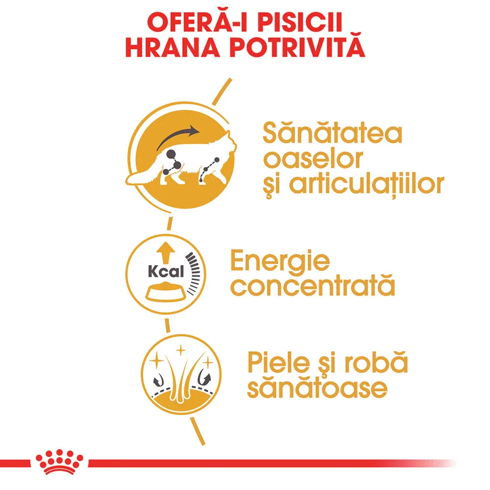 Infographic for cat food benefits in Romanian: joint health, concentrated energy, healthy skin and coat