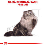 Illustration of a Persian cat with long fur and golden eyes, raising a paw, for Persian breed product range
