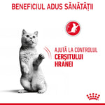 Gray cat sitting on hind legs with paw raised, Romanian text about appetite control for cats