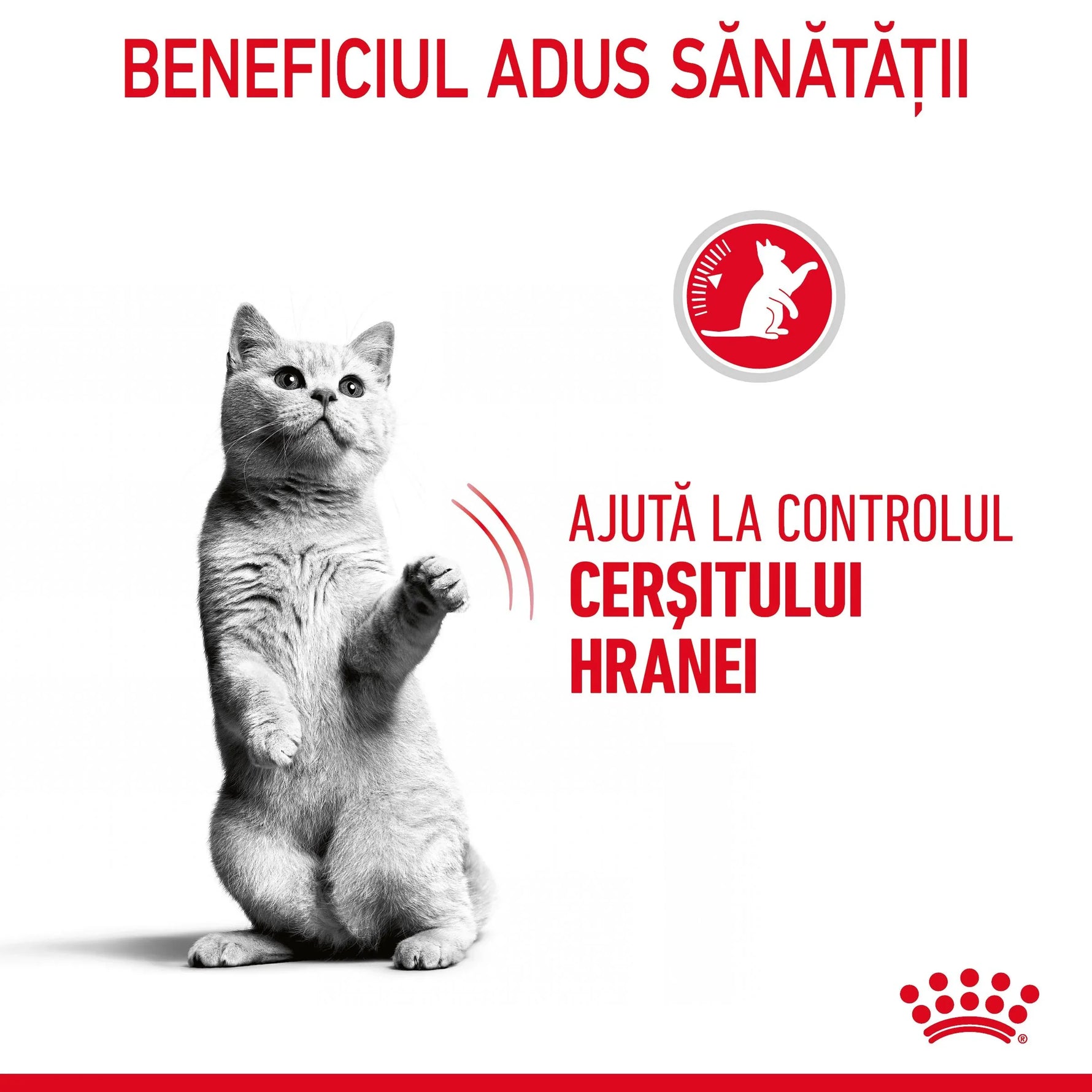 Gray cat sitting on hind legs with paw raised, Romanian text about appetite control for cats