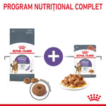 Royal Canin Appetite Control cat dry kibble and wet food pack with cat image and nutrition benefits
