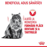 Fluffy gray cat with text promoting dental plaque and tartar reduction benefits in Romanian
