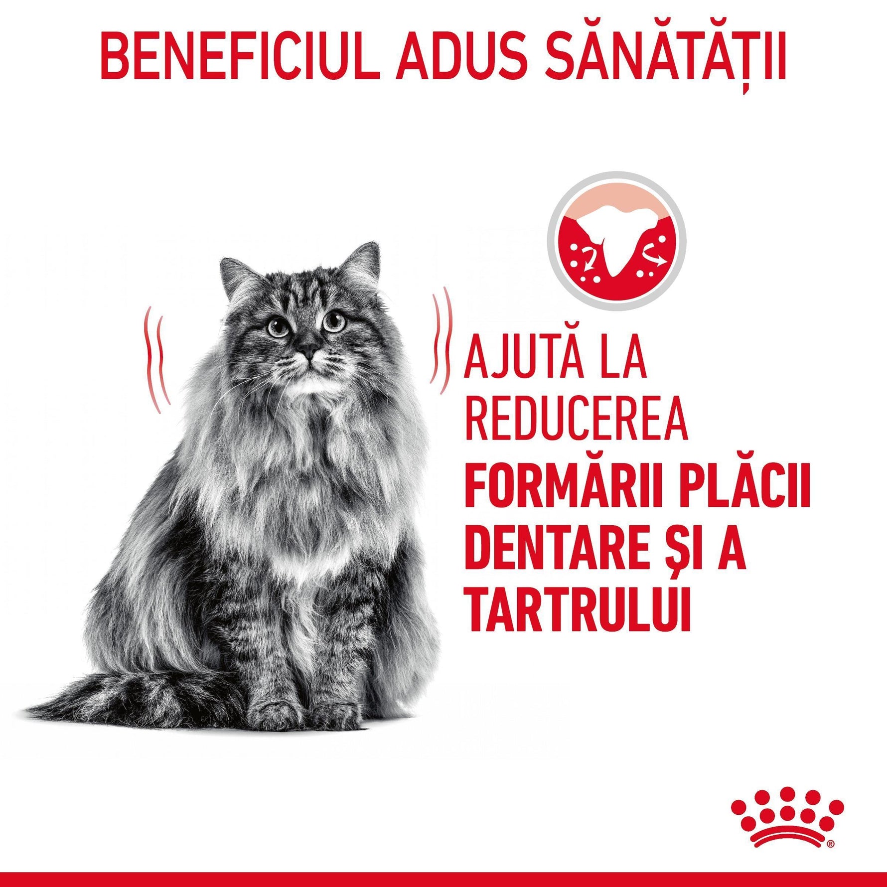 Fluffy gray cat with text promoting dental plaque and tartar reduction benefits in Romanian