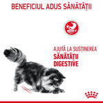 Gray fluffy cat playing on white background with red text promoting digestive health support