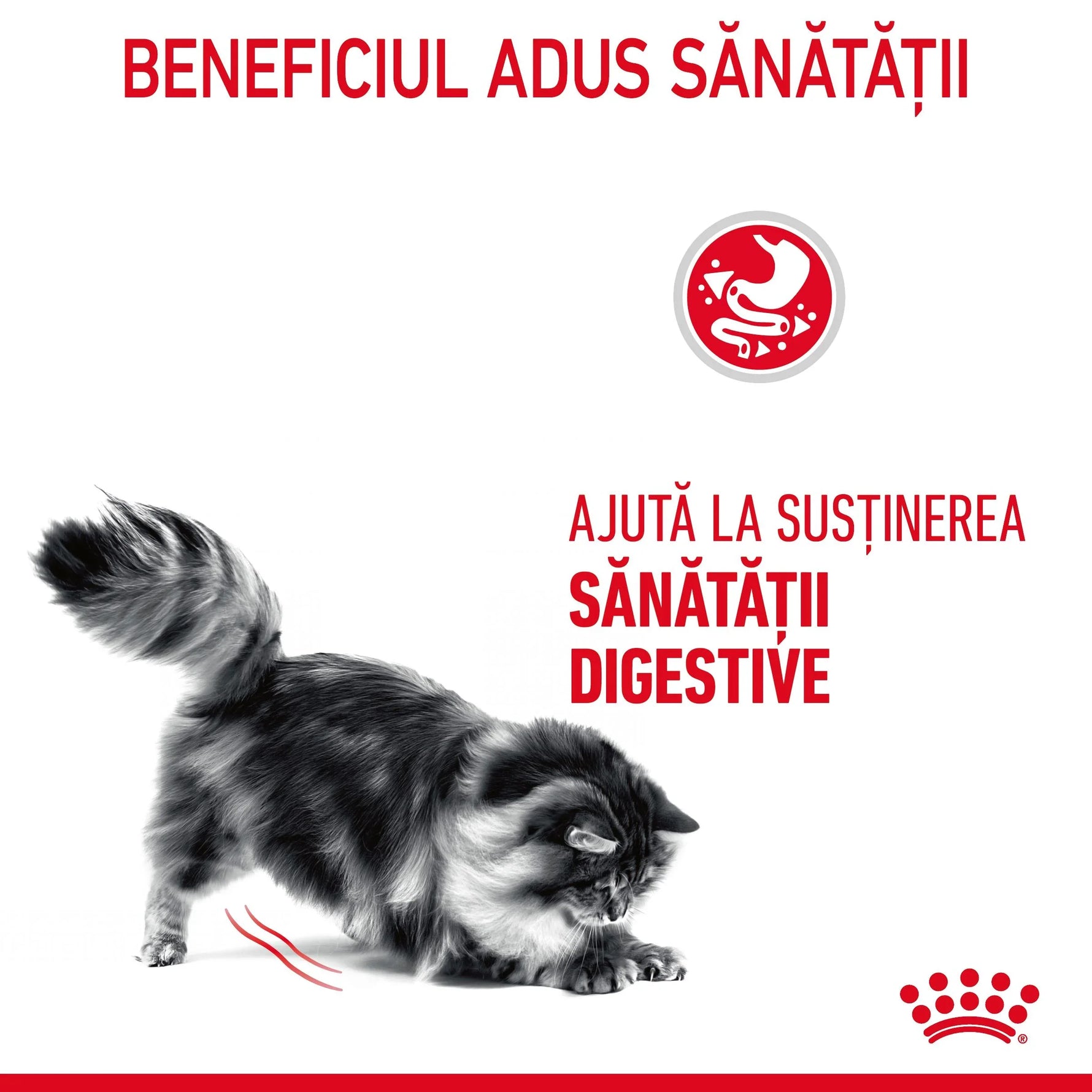 Gray fluffy cat playing on white background with red text promoting digestive health support