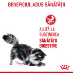 Black and gray fluffy cat stretching near red text about digestive health benefits in Romanian