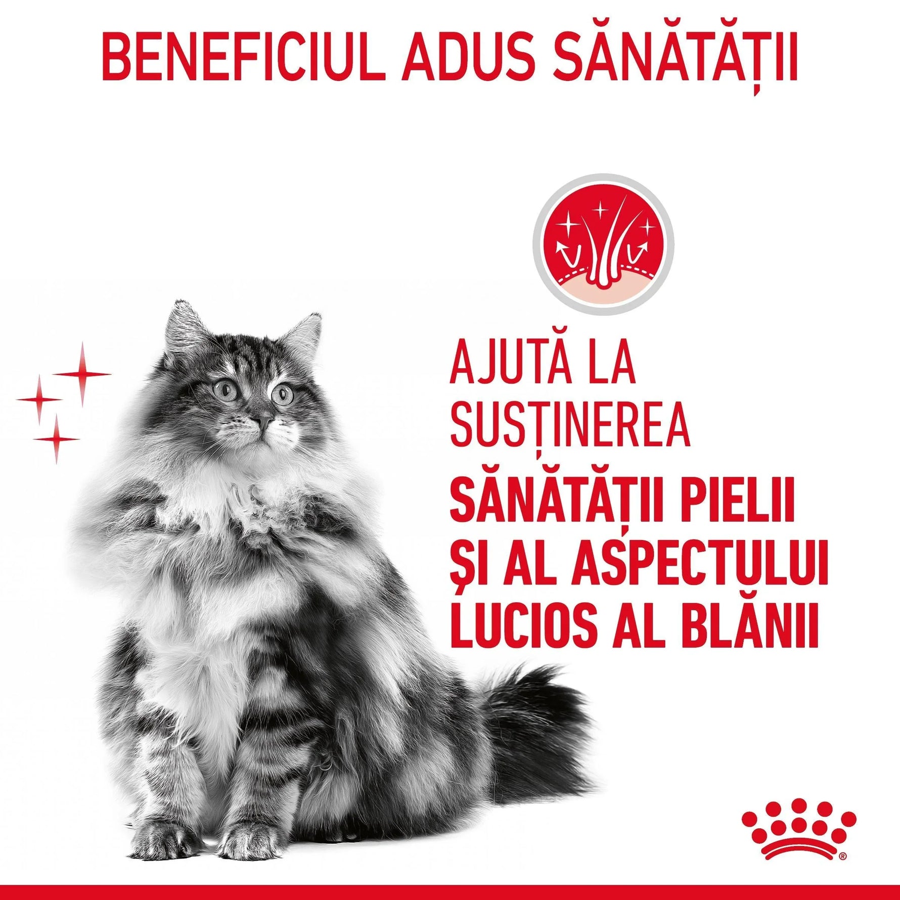 Fluffy gray tabby cat with shiny coat, promoting skin and coat health support in Romanian