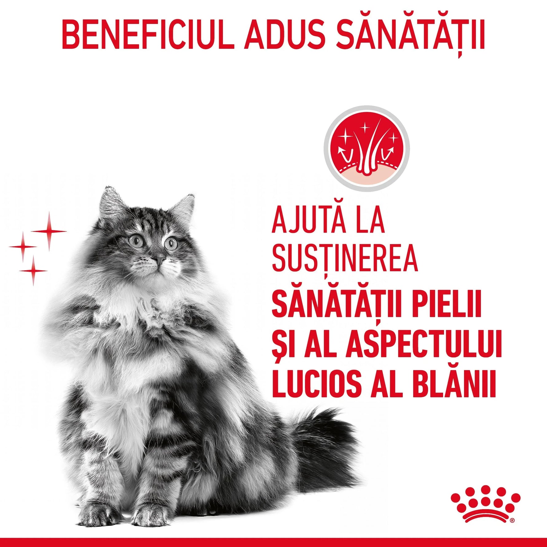 Fluffy grey tabby cat next to Romanian text about skin health and glossy fur benefits