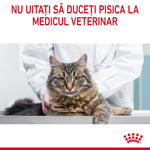 Fluffy tabby cat on veterinary exam table with vet in white coat in clinic