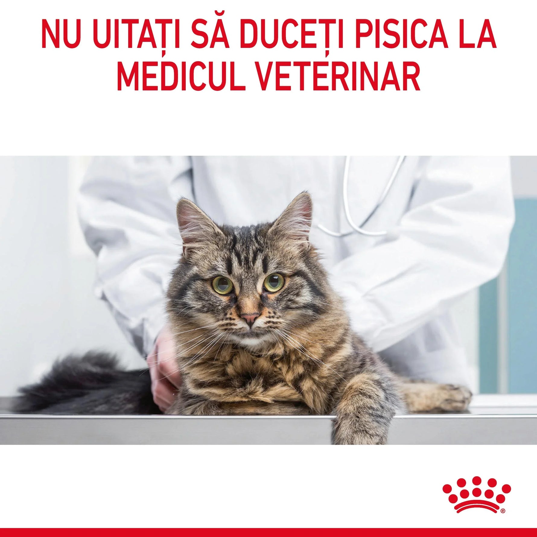 Fluffy tabby cat on veterinary exam table with vet in white coat in clinic