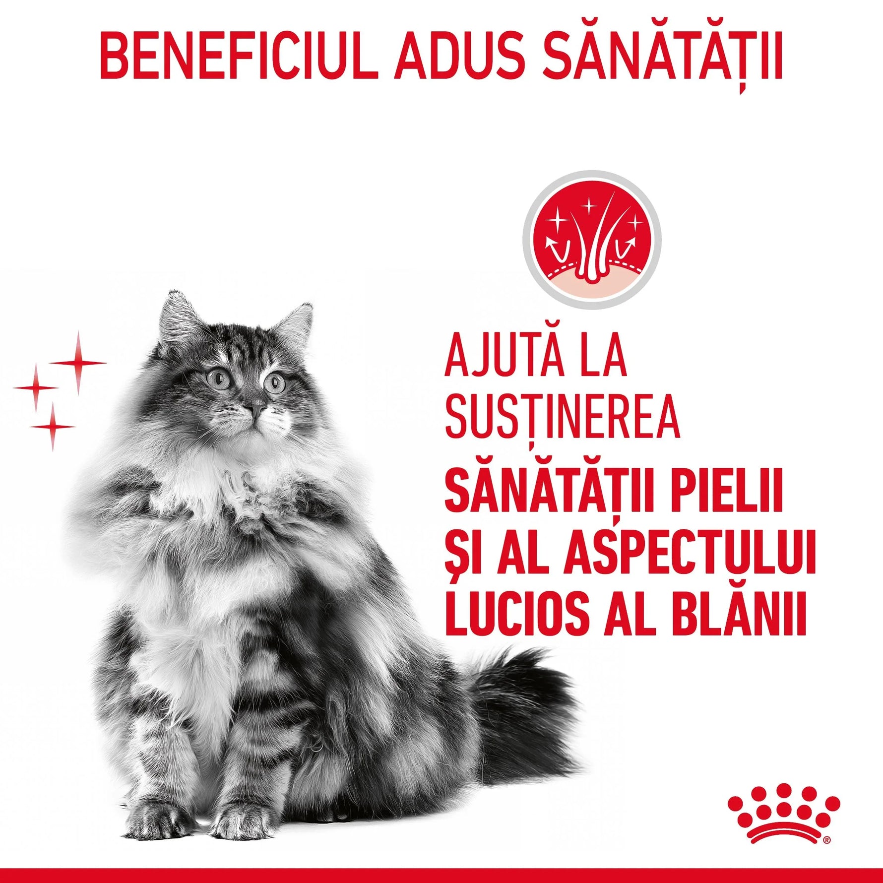 Fluffy long-haired cat with text in Romanian about supporting skin health and shiny fur