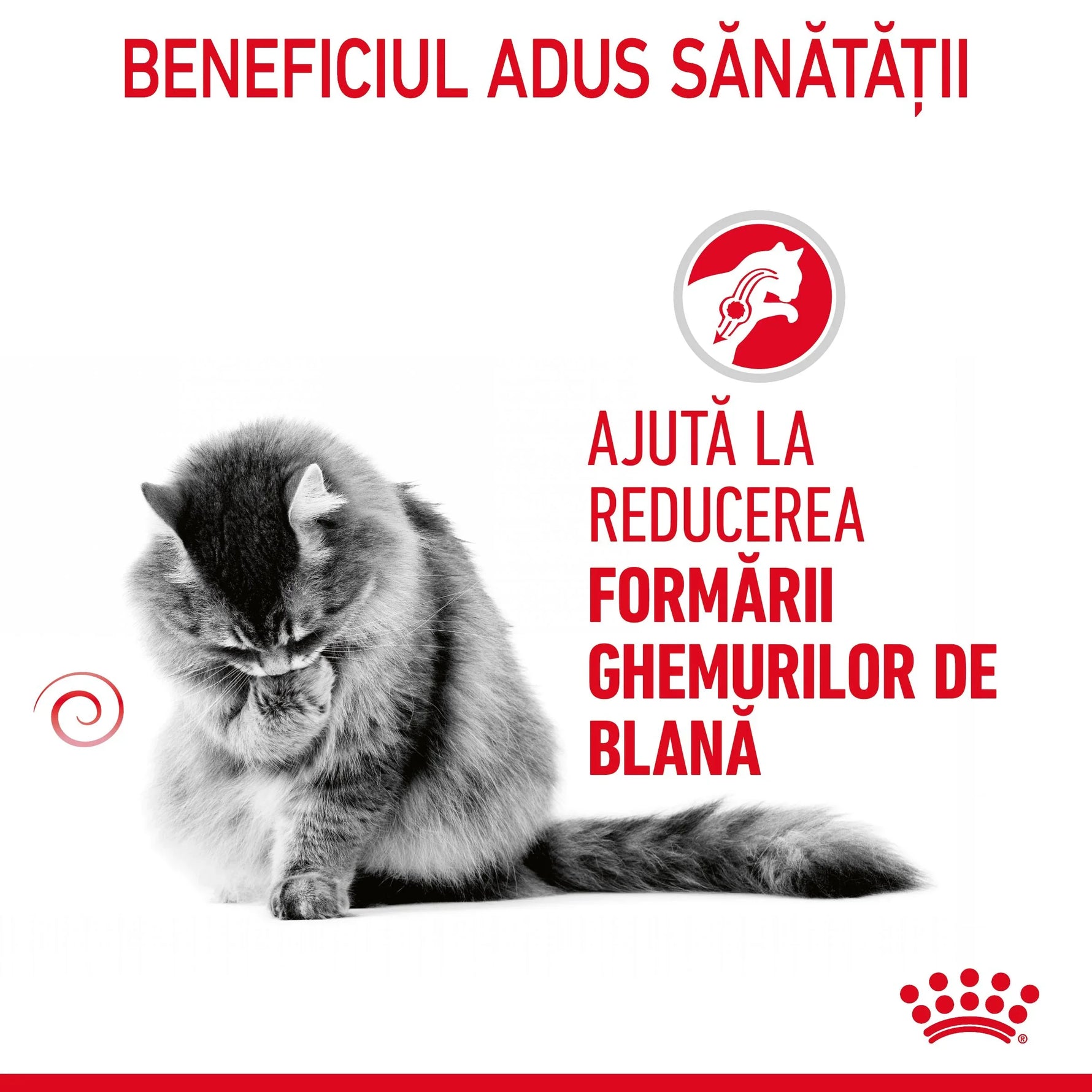 Fluffy cat grooming with Romanian text about reducing hairball formation health benefits