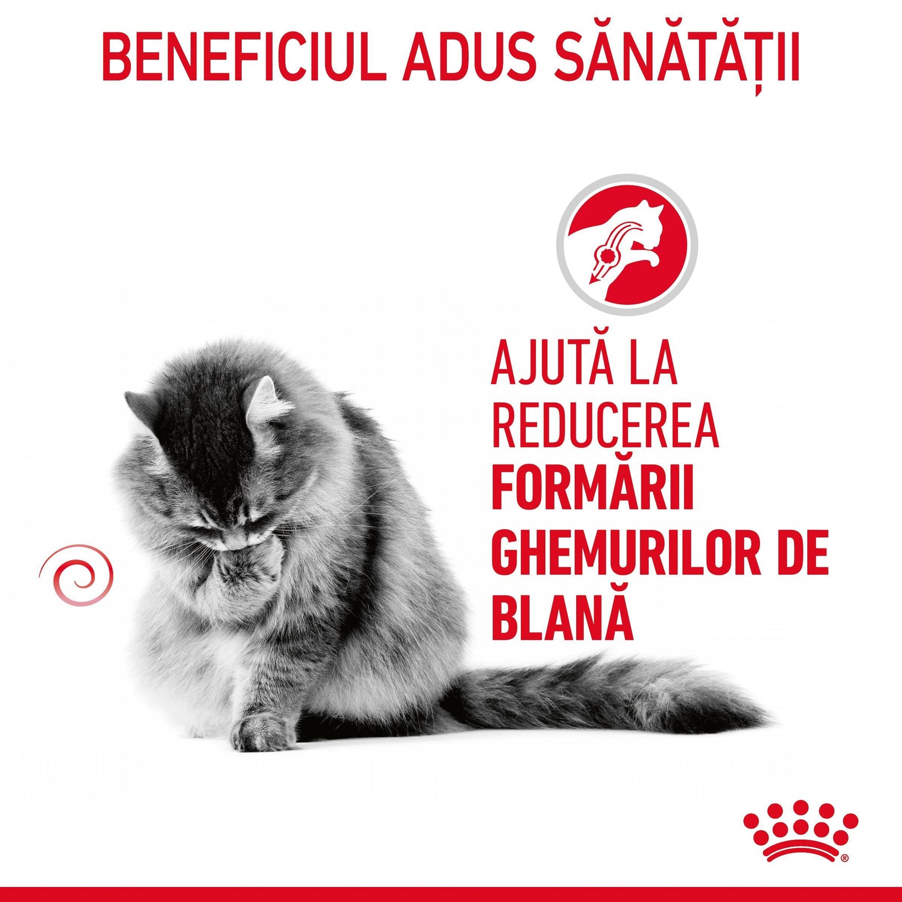 Fluffy gray cat grooming, promoting hairball control and furball reduction benefits in Romanian text
