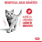 Grey cat walking with text in Romanian about health benefits and weight control for cats