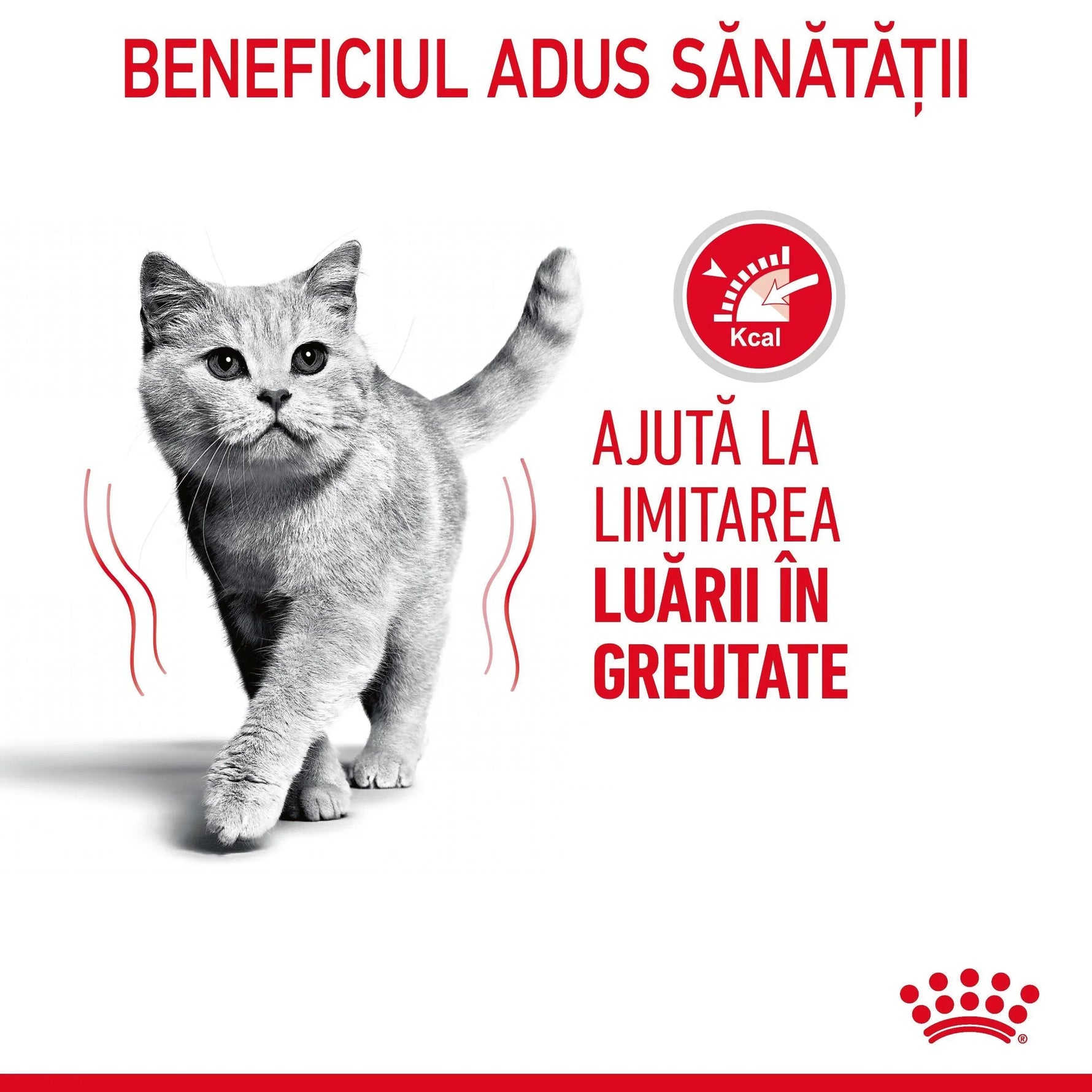 Grey cat walking with text in Romanian about health benefits and weight control for cats