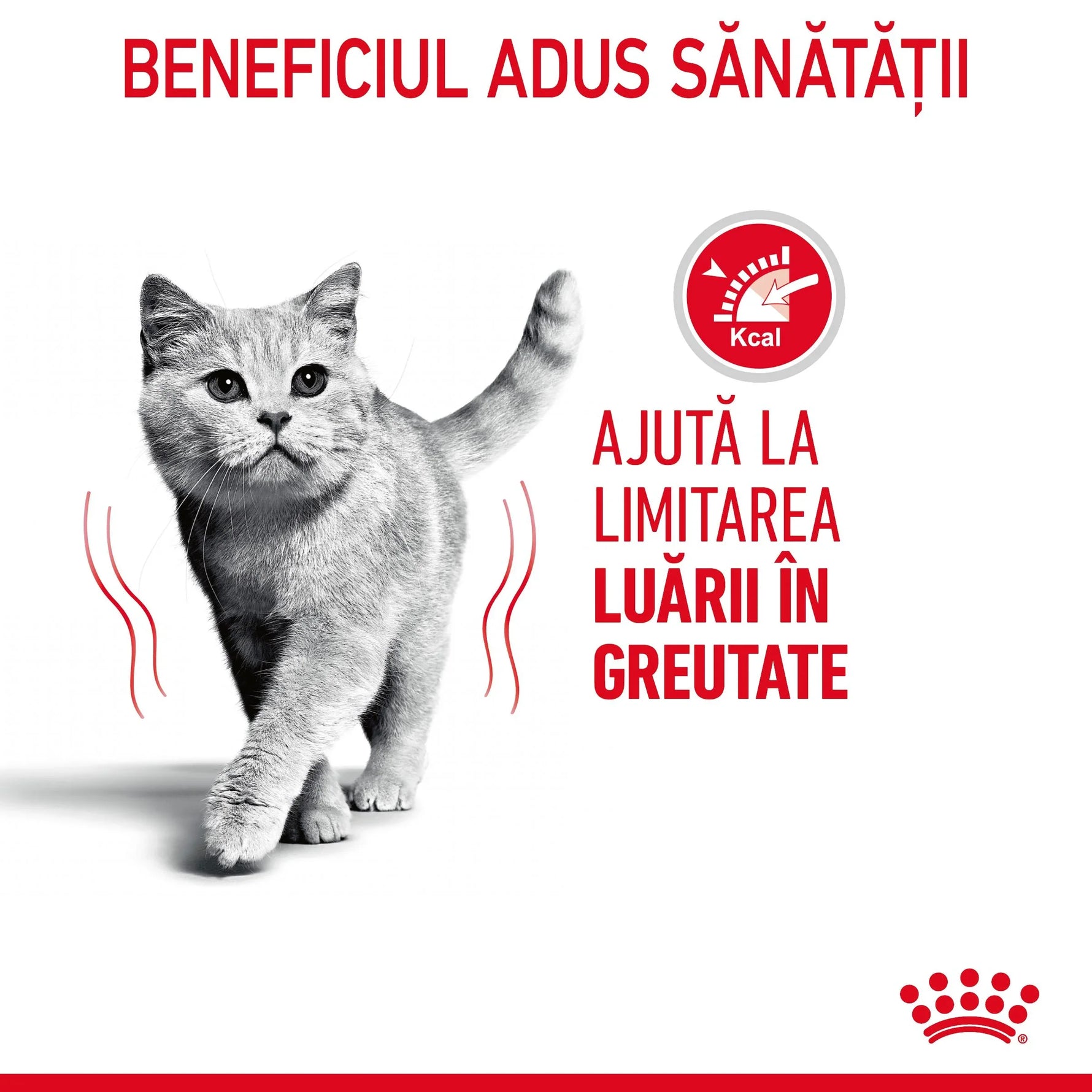 Gray cat walking with red text in Romanian about health benefits and weight management