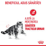 Grey and white cat walking with text about urinary tract health in Romanian and Royal Canin logo