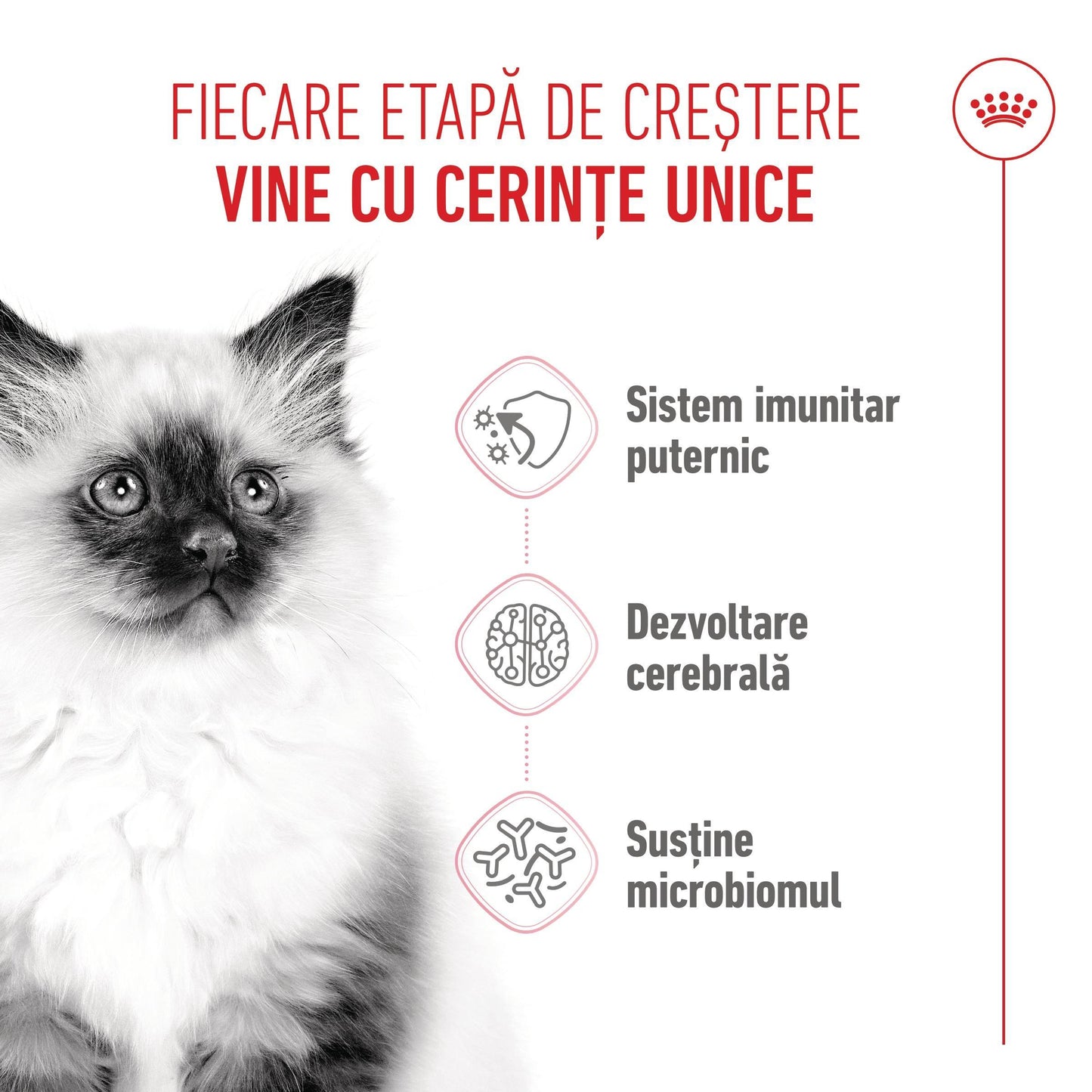 Royal Canin Kitten hrana uscata pisica junior