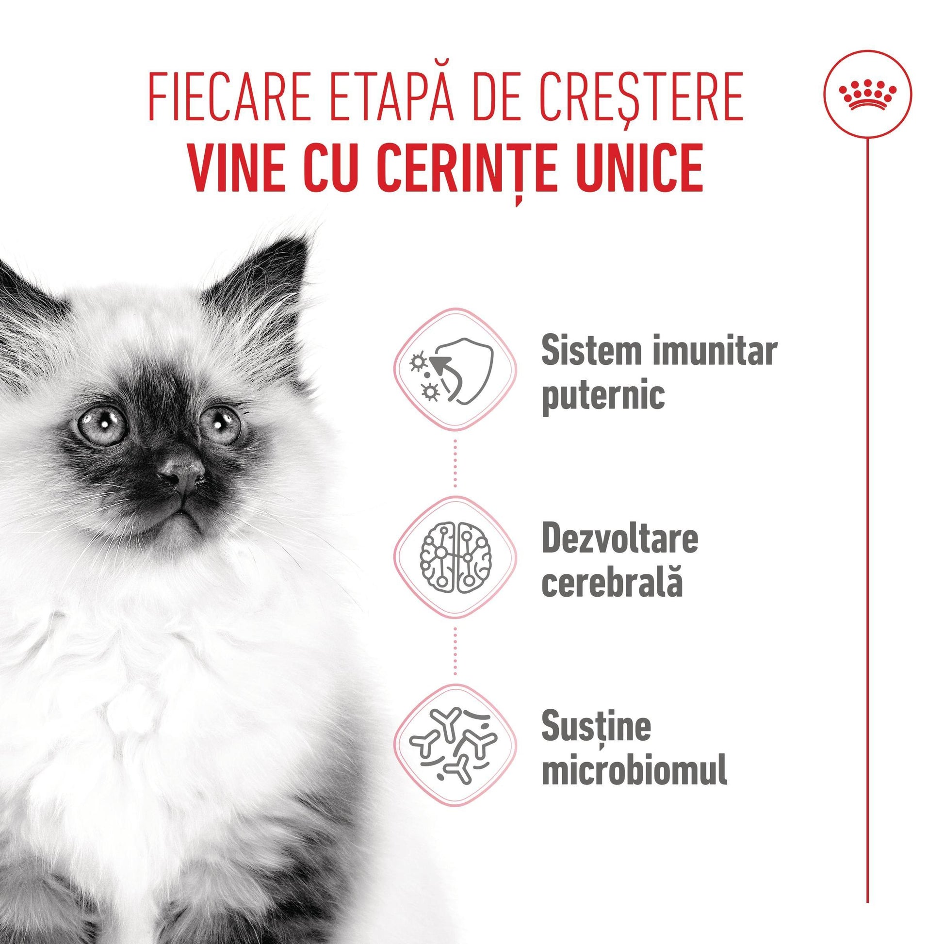 Royal Canin Kitten hrana uscata pisica junior