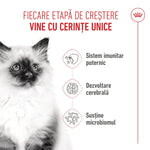 Fluffy kitten with text about unique growth stage needs and strong immunity, brain development, microbiome support