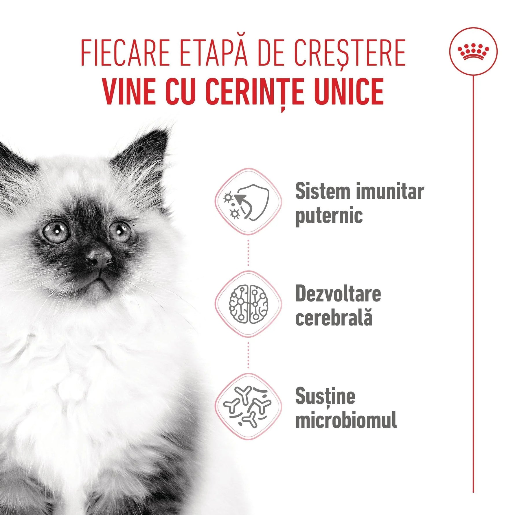Fluffy kitten with text about unique growth stage needs and strong immunity, brain development, microbiome support