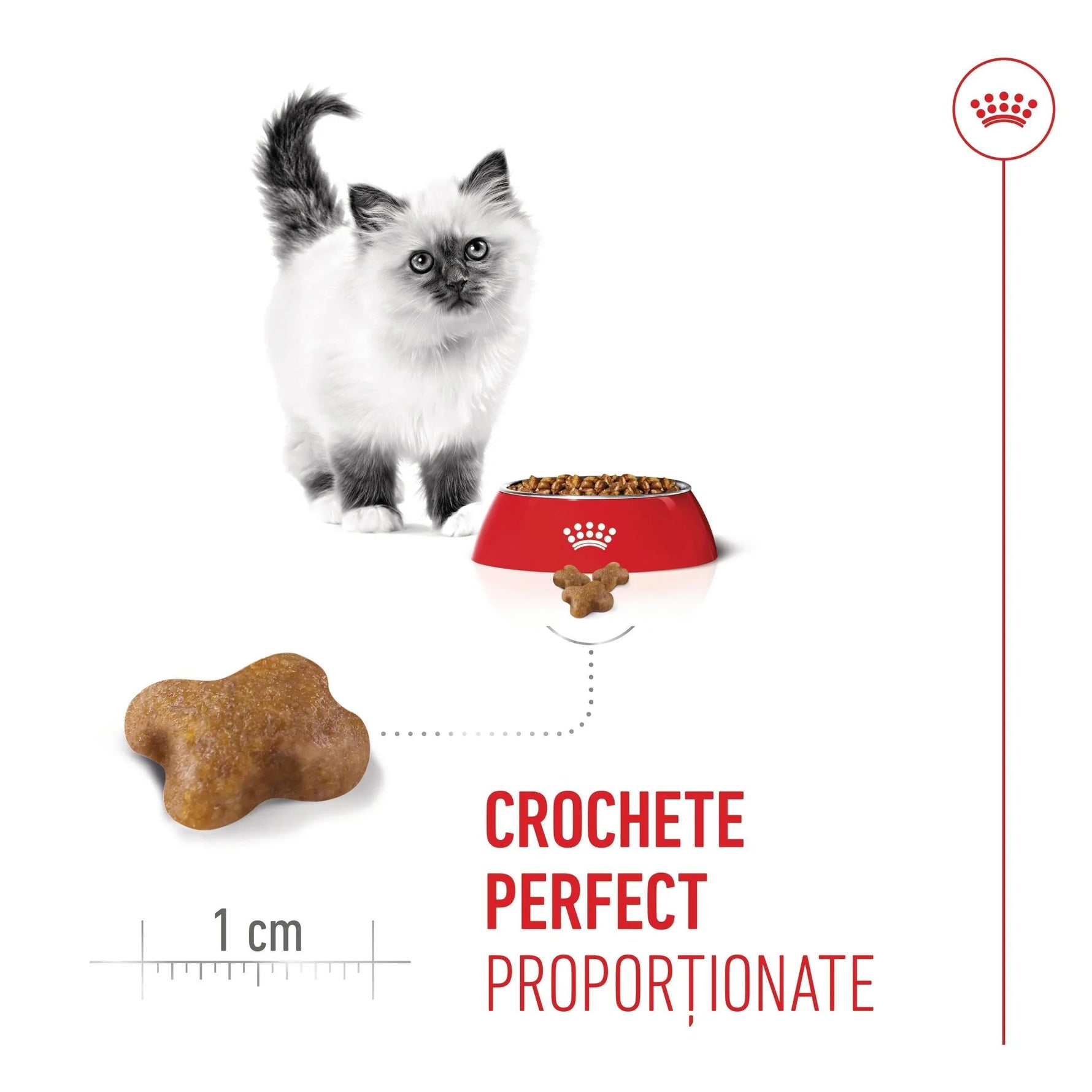 Fluffy white kitten with dark ears and tail near red cat food bowl and perfectly sized dry kibble