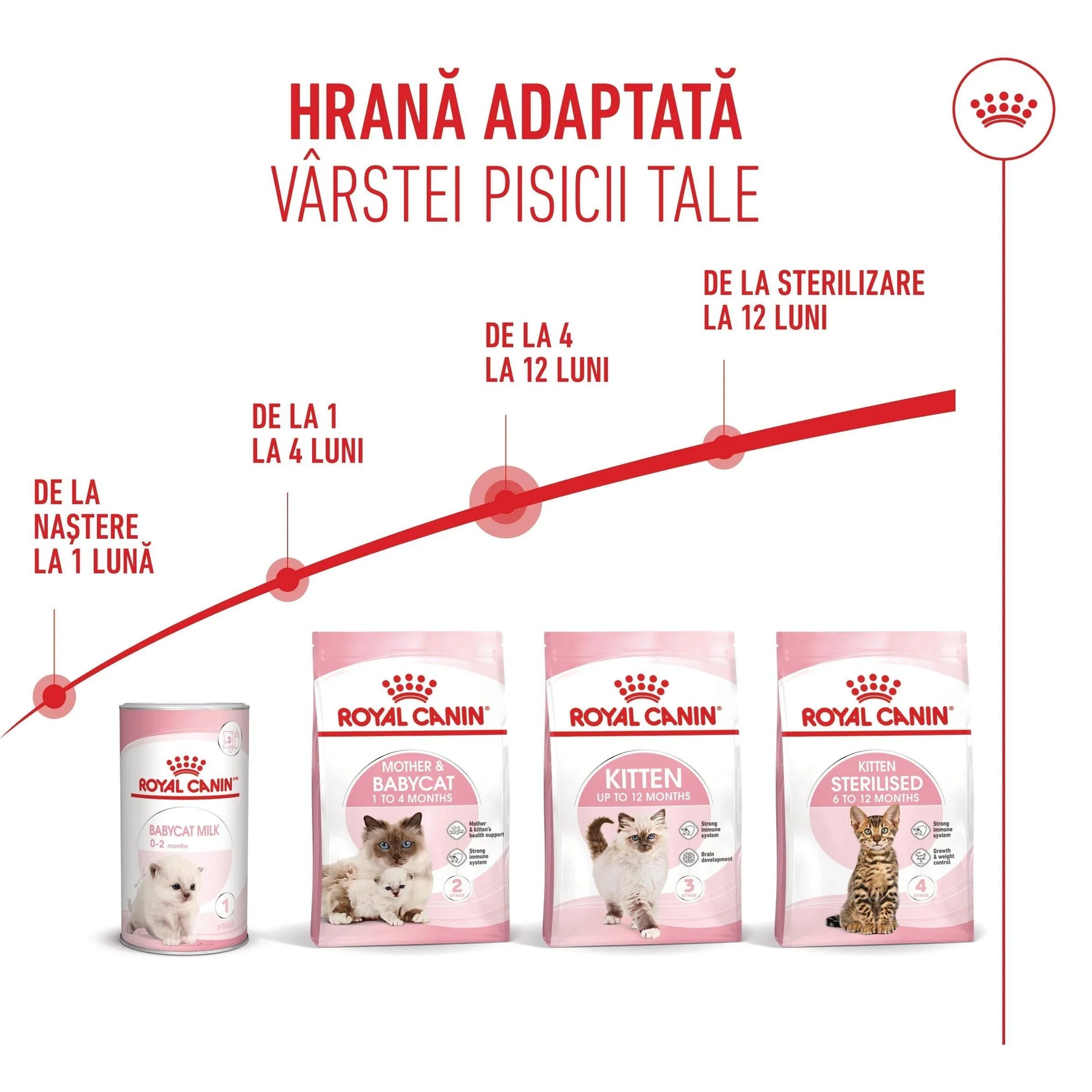 Royal Canin cat food range for kittens from birth to 12 months, including babycat milk and sterilized kitten formula