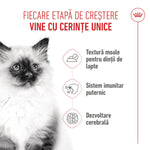 Fluffy kitten with Romanian text about growth stages, soft texture food, strong immunity, brain development