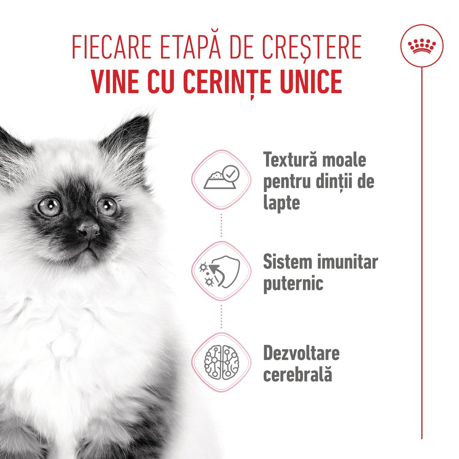 Fluffy kitten with Romanian text about growth stages, soft texture food, strong immunity, brain development