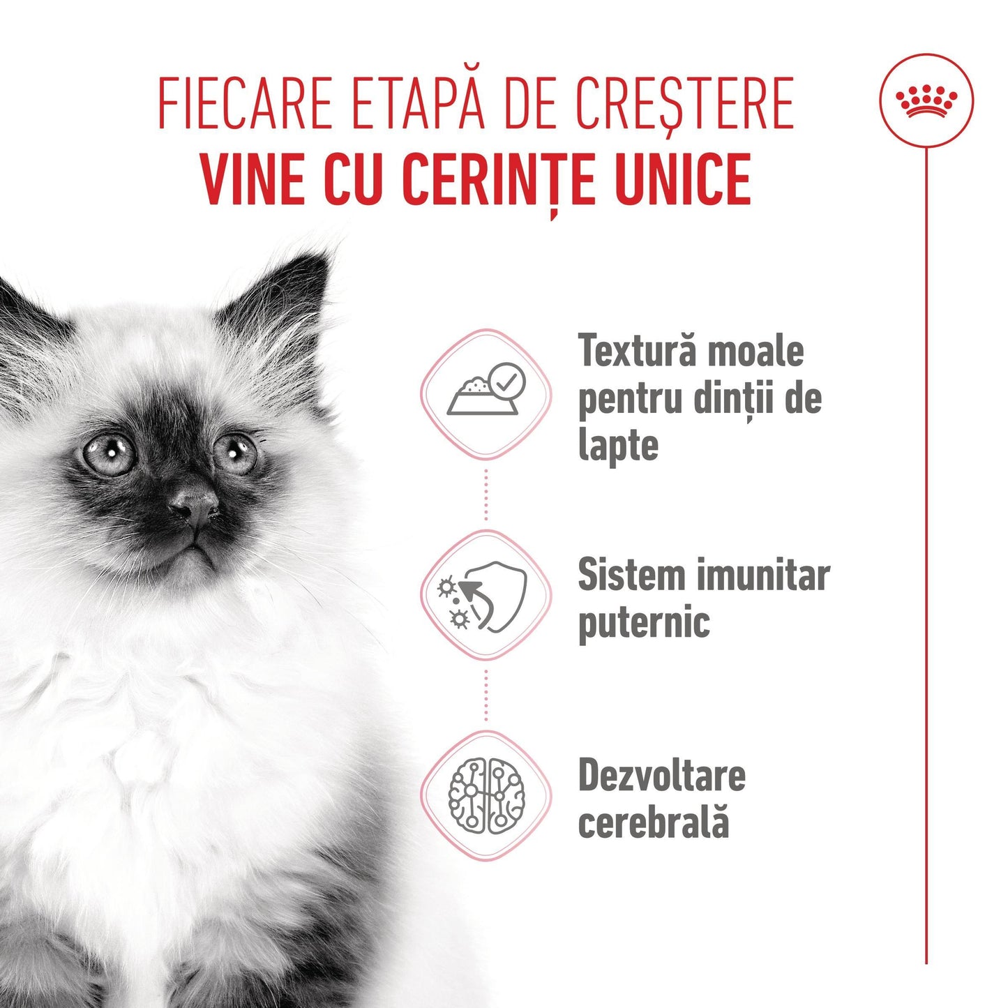 Royal Canin Kitten hrana umeda pisica junior (aspic)