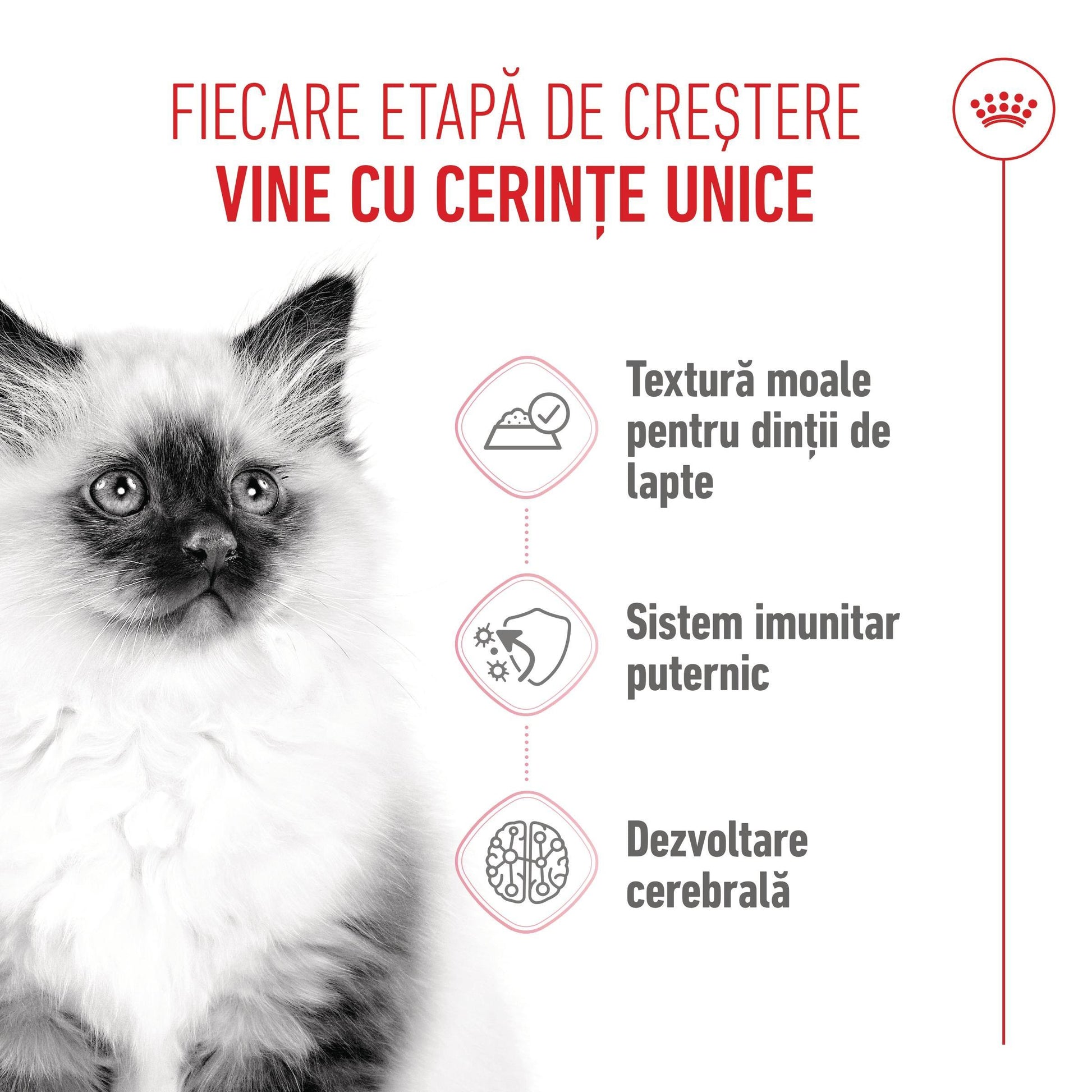 Royal Canin Kitten hrana umeda pisica junior (aspic)