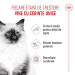 Fluffy kitten with dark ears and face beside Romanian text about kitten growth stages and nutrition