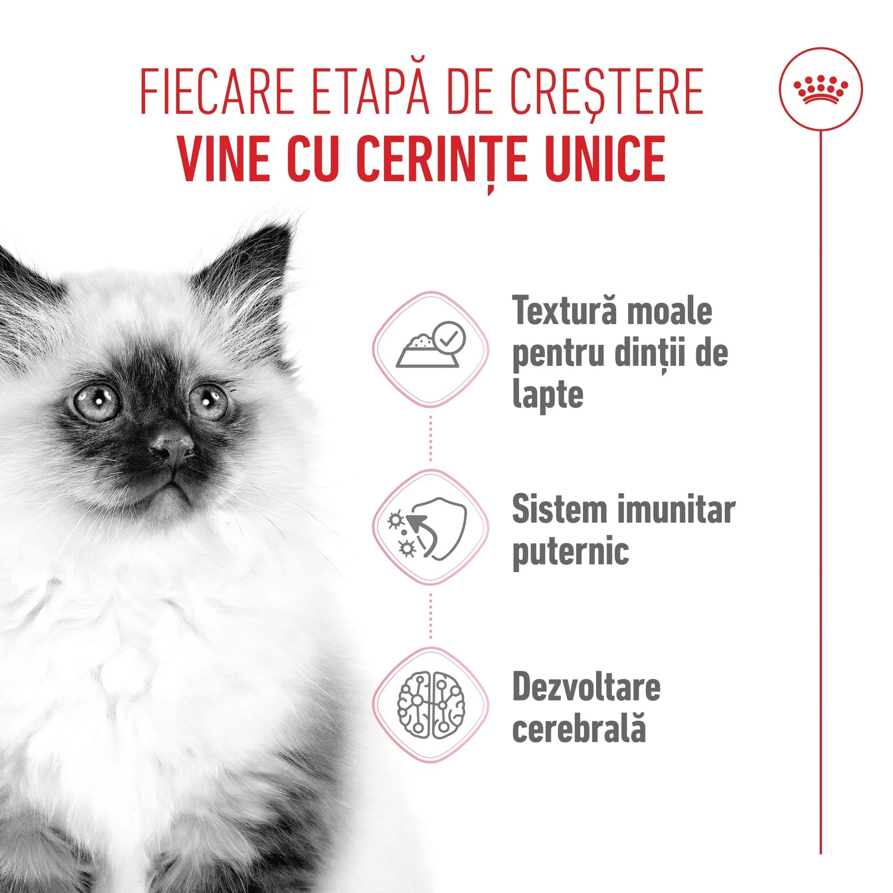 Fluffy kitten with dark ears and face beside Romanian text about kitten growth stages and nutrition