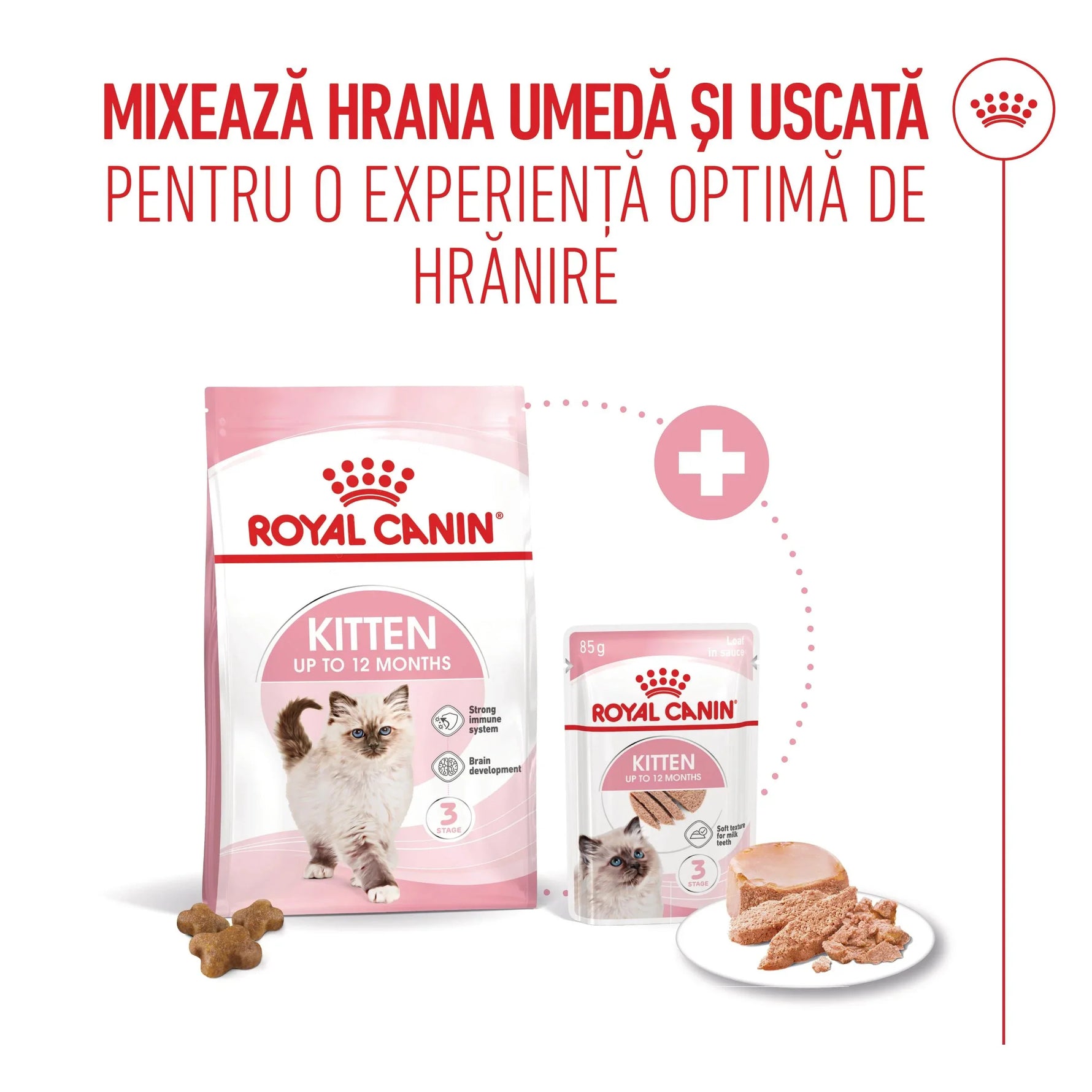 Royal Canin kitten dry and wet food for up to 12 months with kibble and pate on plate