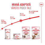 Royal Canin kitten food range for different ages from birth to 12 months, including babycat milk and wet food