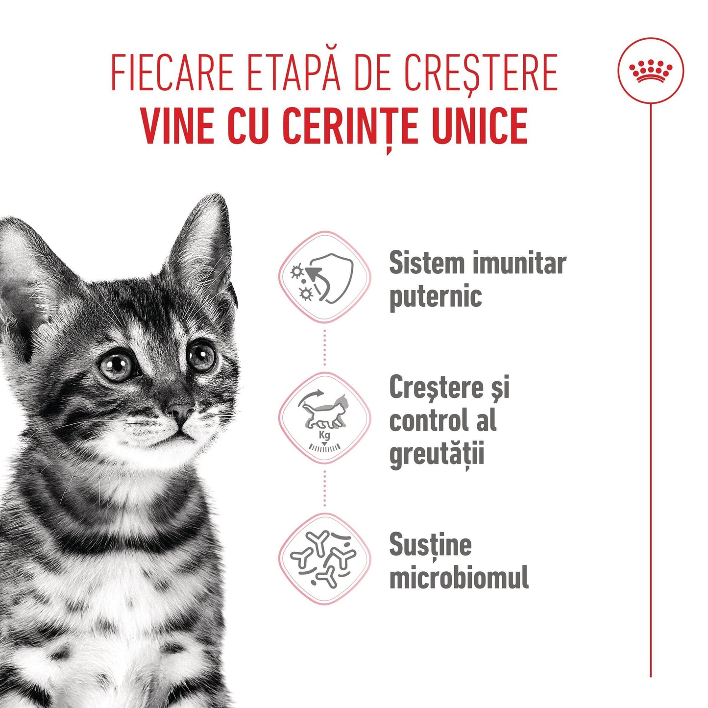 Royal Canin Kitten Sterilised hrana uscata pisica sterilizata junior