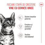 Cute tabby kitten with Romanian text about kitten growth stages and health benefits
