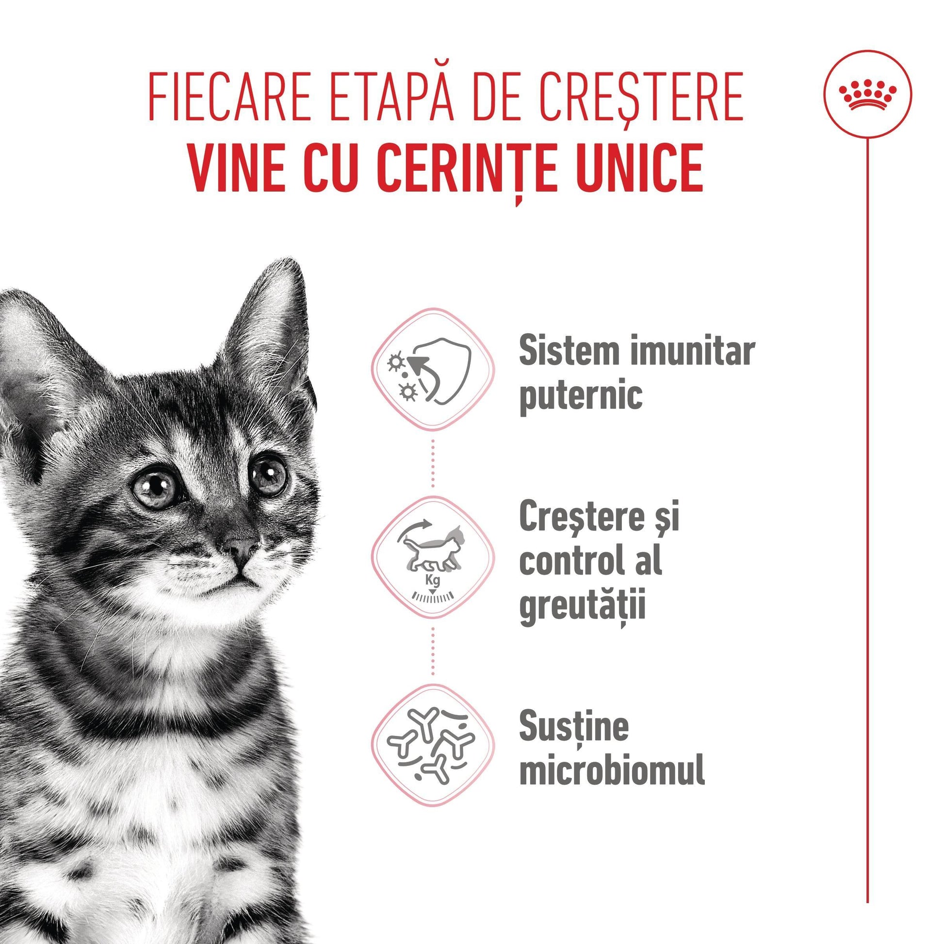 Royal Canin Kitten Sterilised hrana uscata pisica sterilizata junior