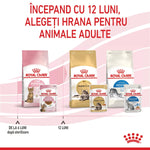 Royal Canin cat food for sterilised kittens 6-12 months, adult Maine Coon, and indoor cats packaging