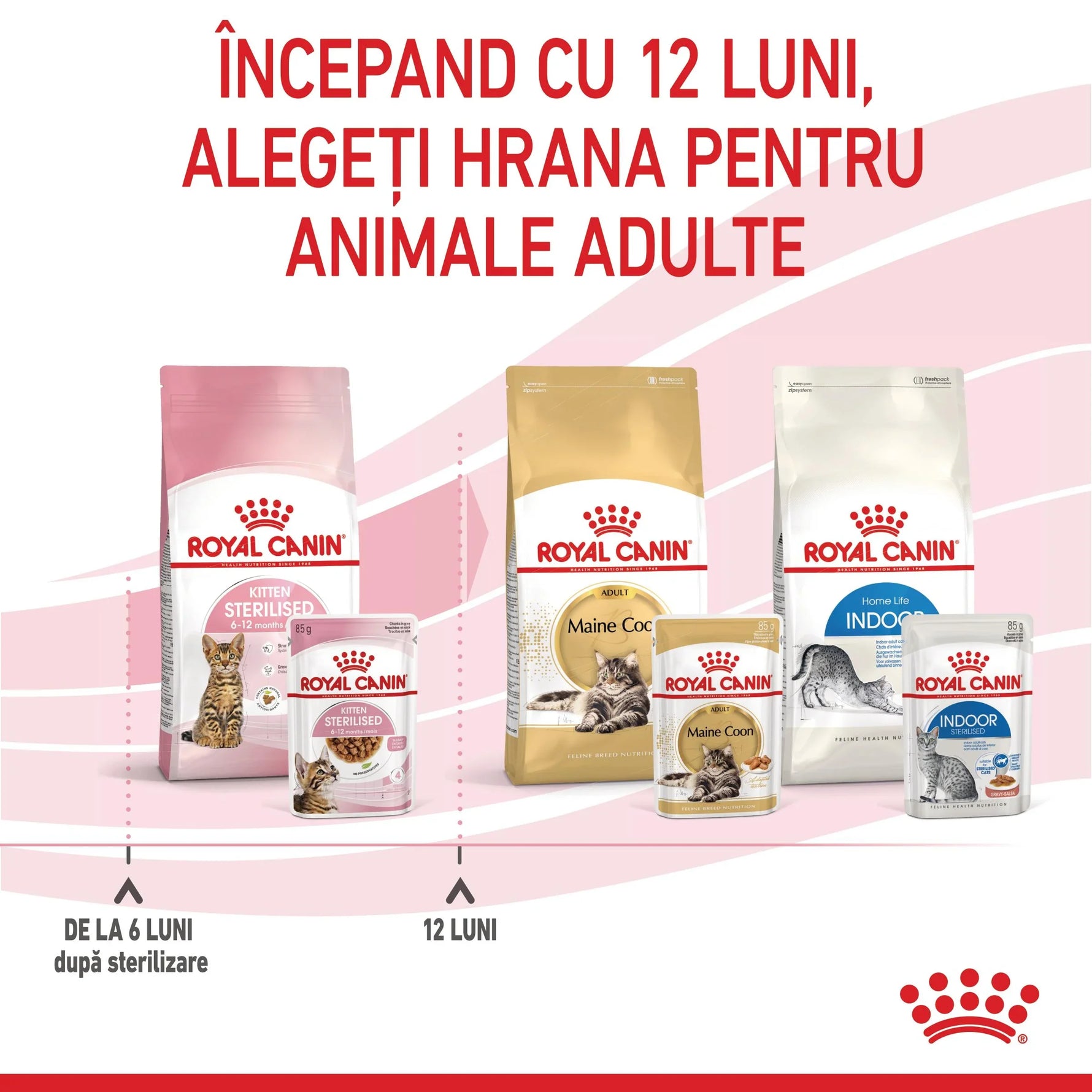 Royal Canin cat food for sterilised kittens 6-12 months, adult Maine Coon, and indoor cats packaging