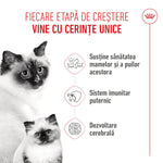 Mother cat and kitten with text about unique growth stage needs supporting health, immunity, and brain development