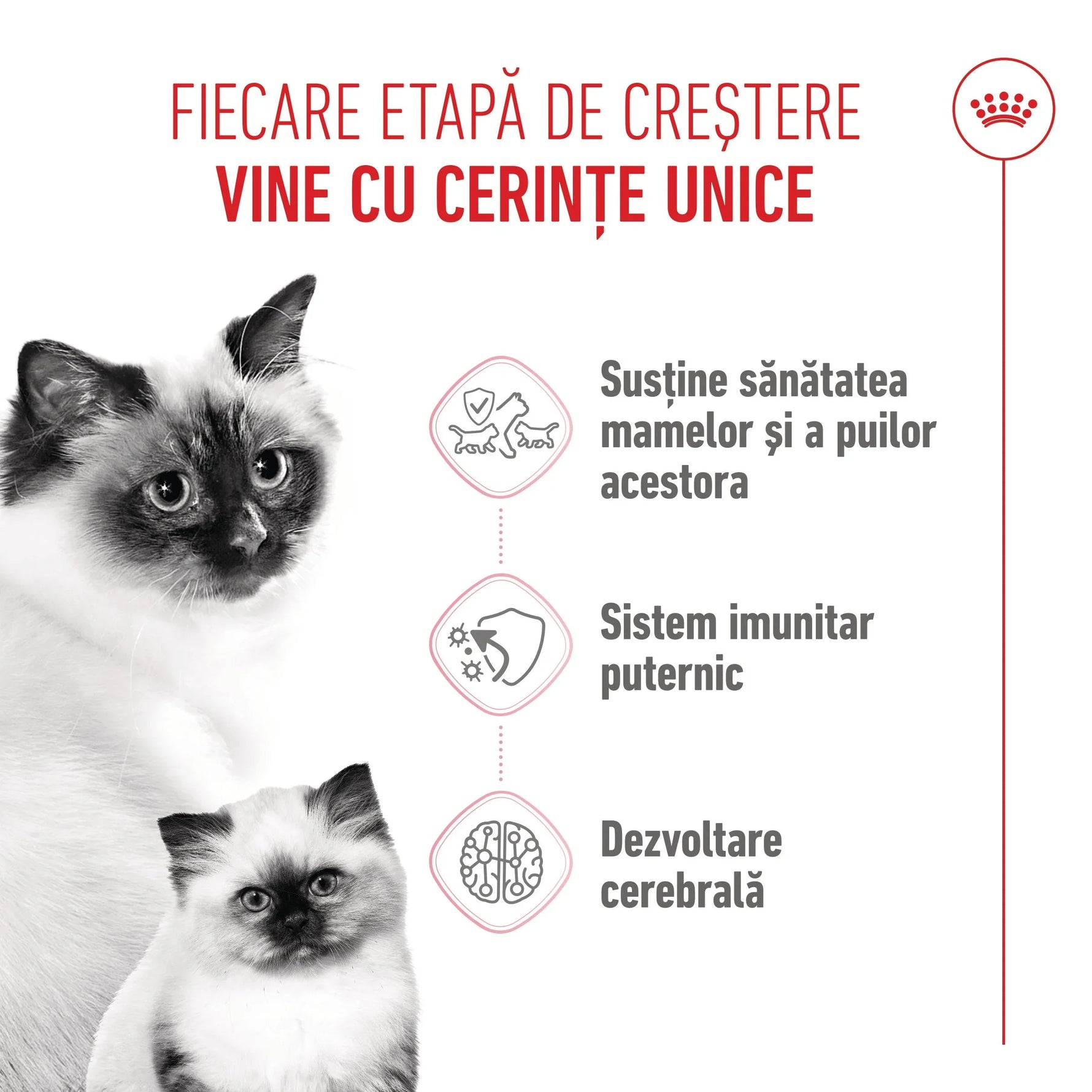 Mother cat and kitten with text about unique growth stage needs supporting health, immunity, and brain development