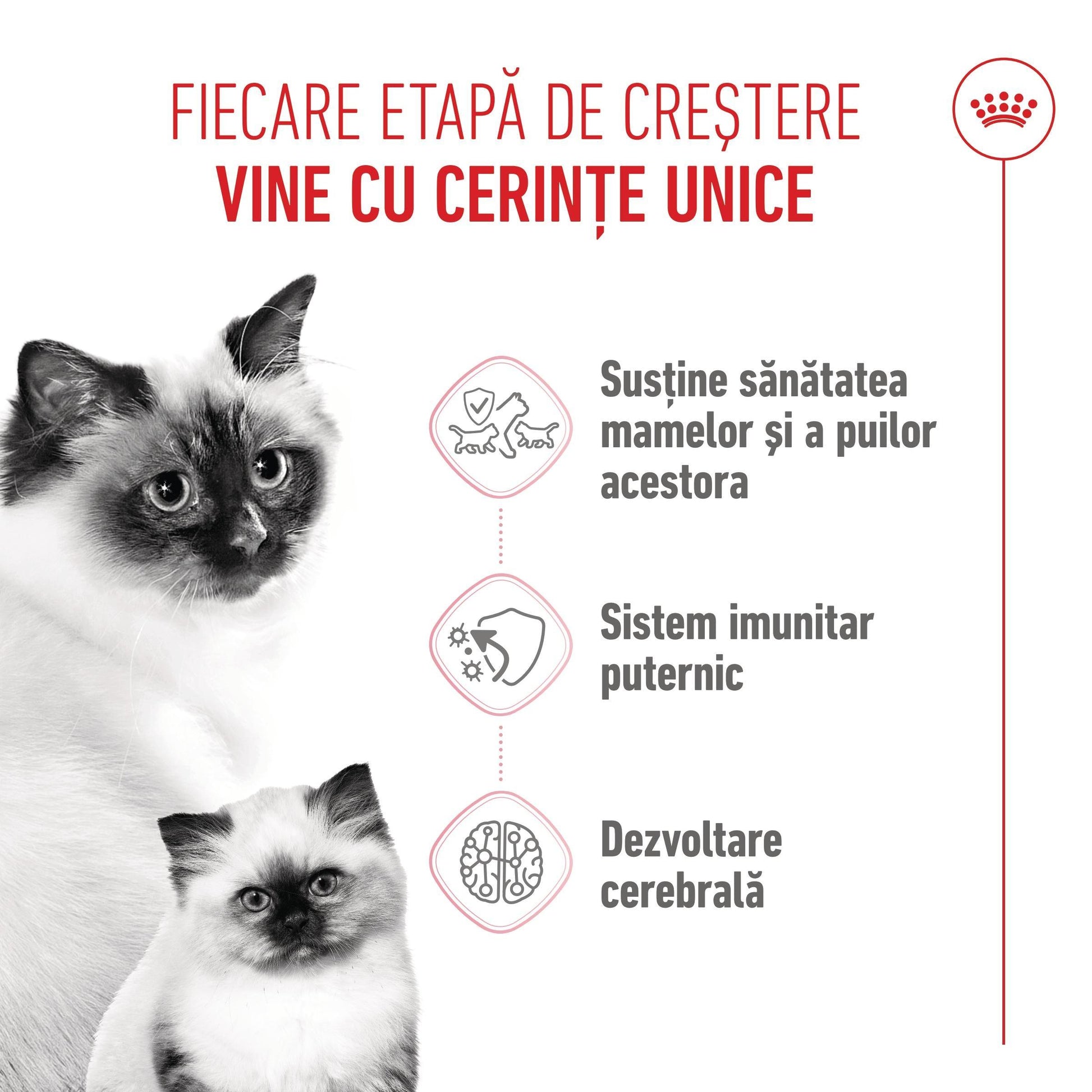 Royal Canin Mother & BabyCat hrana uscata pisica, mama si puiul