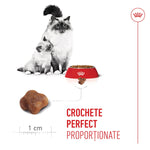 Mother and kitten birman cats near red Royal Canin food bowl with perfect proportionate kibble