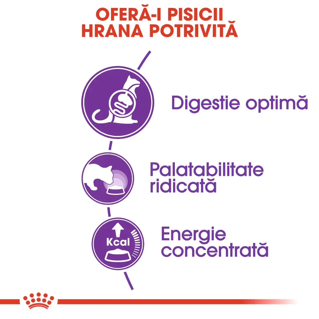 Romanian cat food benefits infographic highlighting optimal digestion, high palatability, and concentrated energy